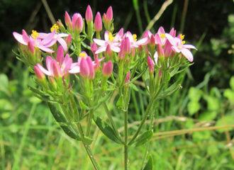 fleurs-de-bach